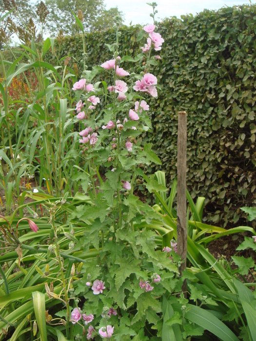 X Alcathea 'Parkrondell'
